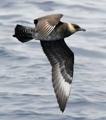  Skua